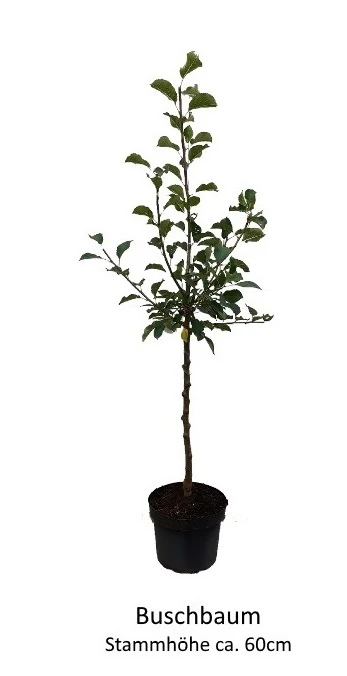Apistar® Malus Domestica `Apistar´ – Bild 2