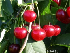 Achat â Prunus Cerasus `Achat´