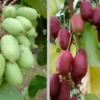 Bayern-Kiwi-Set, Issai & Rote Bayernkiwi `Kens Red´ Actinidia Arguta