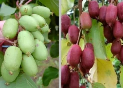 Bayern-Kiwi-Set, Issai & Rote Bayernkiwi `Kens Red´ Actinidia Arguta