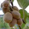 Kiwi 2er Set - Weibliche Und Männliche Pflanze Actinidia Chinensis
