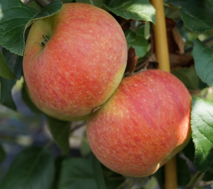 Alkmene Malus Domestica – Bild 2