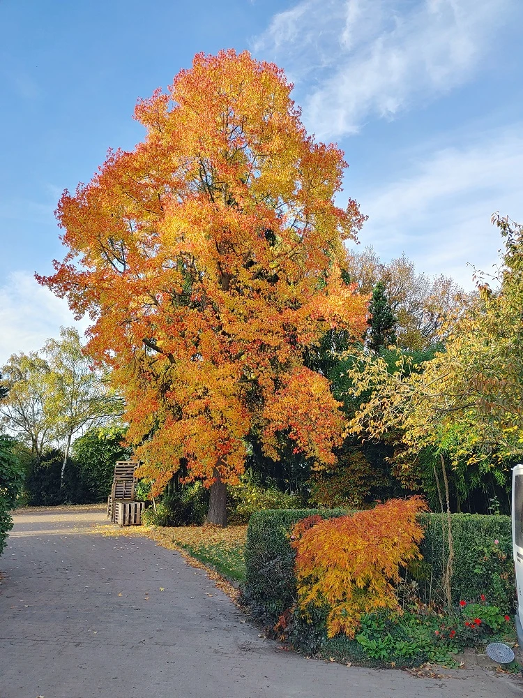 Amberbaum 140-160cm Liquidambar Styraciflua – Bild 2