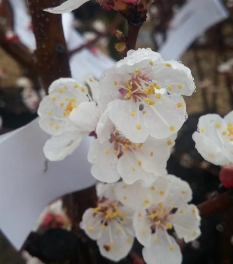 Aprikose Kioto ® Halbstamm Prunus Armeniaca `Kioto´ – Bild 3
