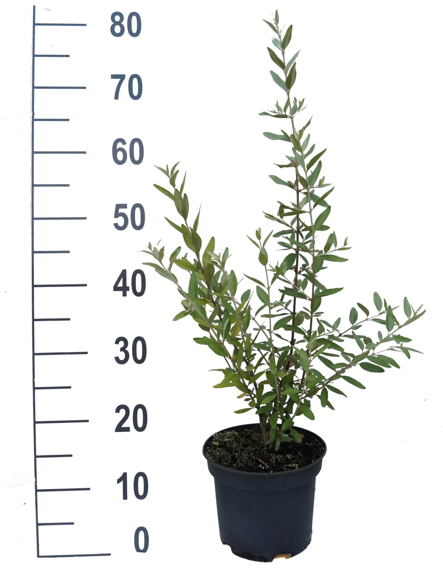 Silberblättrige Büffelbeere Sheperdia Argentea – Bild 3