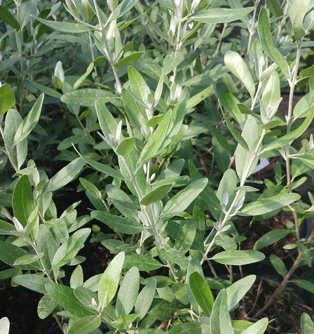 Silberblättrige Büffelbeere Sheperdia Argentea – Bild 2