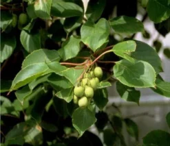 Bayern-Kiwi Set Actinida Arguta