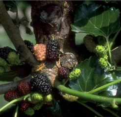 Schwarze Maulbeere Morus Nigra