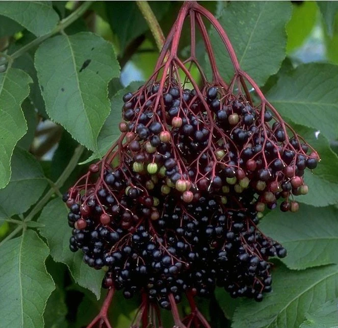 Holunder Haschberg Sambucus Nigra `Haschberg´ â Bild 4
