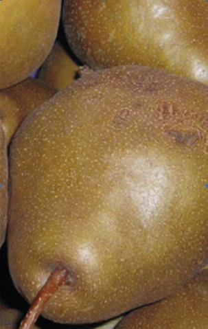 Uta Pyrus Communis `Uta´ – Bild 4