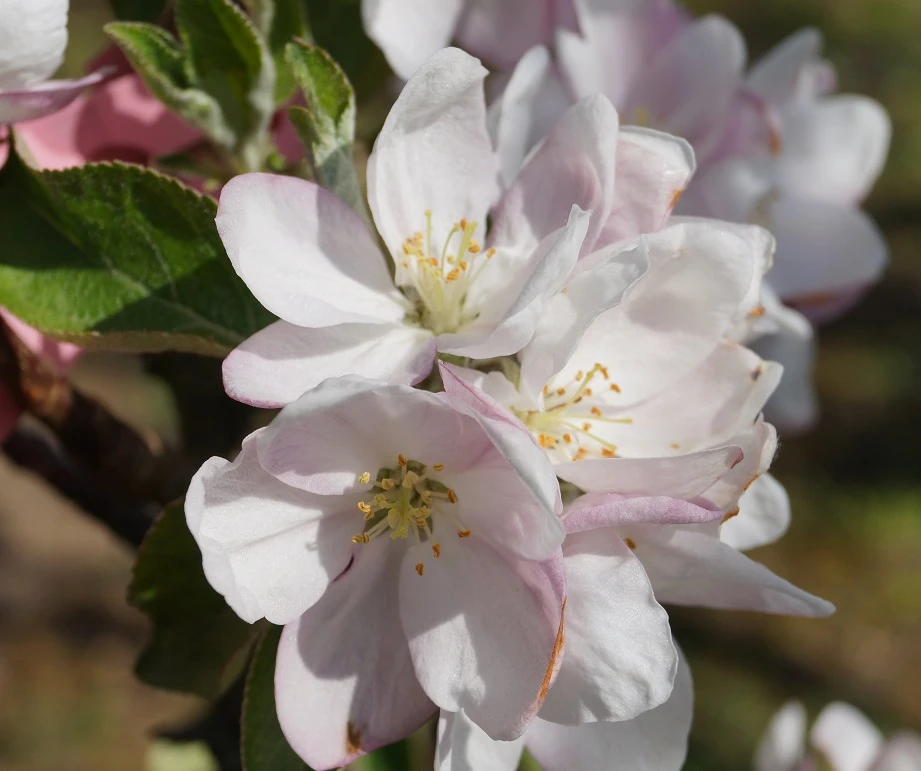 Säulenapfel `Goldcats´ Malus Domestica `Goldcats´ – Bild 2