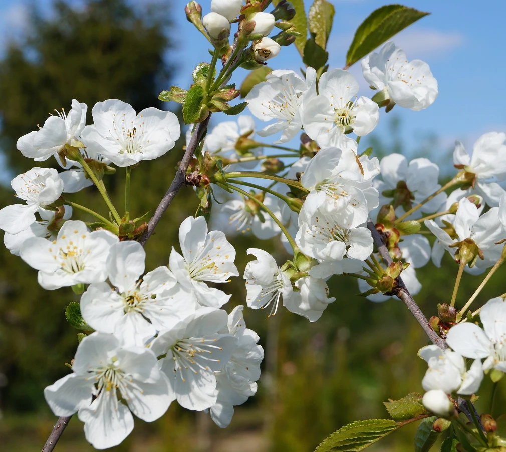 Zwergsauerkirsche Kobold Prunus Cerasus `Kobold´ – Bild 2
