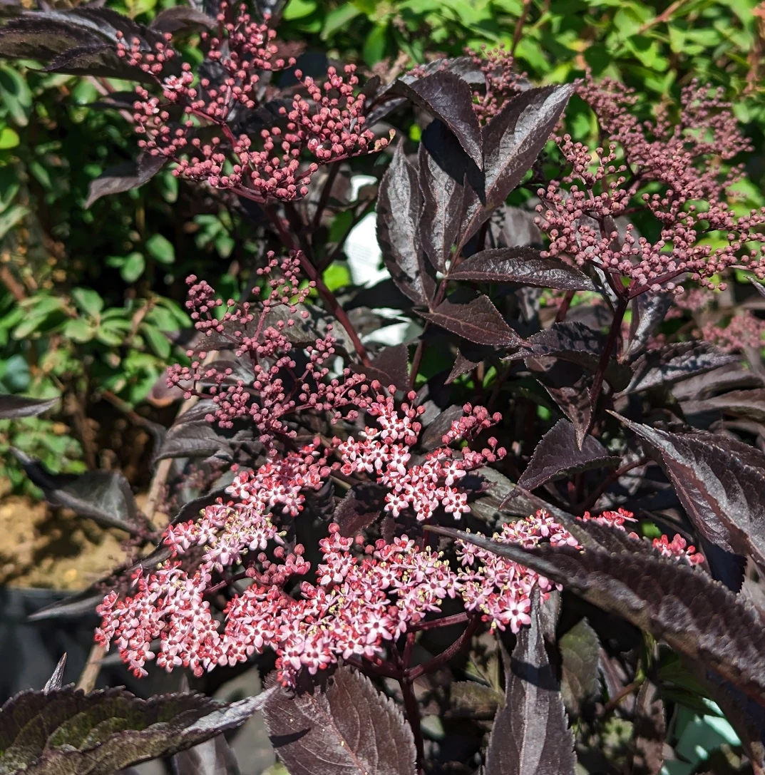 Rotblättriger Holunder `Black Beauty´ Sambucus Nigra `Black Beauty´ – Bild 3