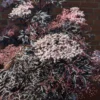 Holunder Black Lace ® Sambucus Nigra `Black Lace´