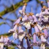 Blauglockenbaum / Kiri-Baum Paulownia Tomentosa