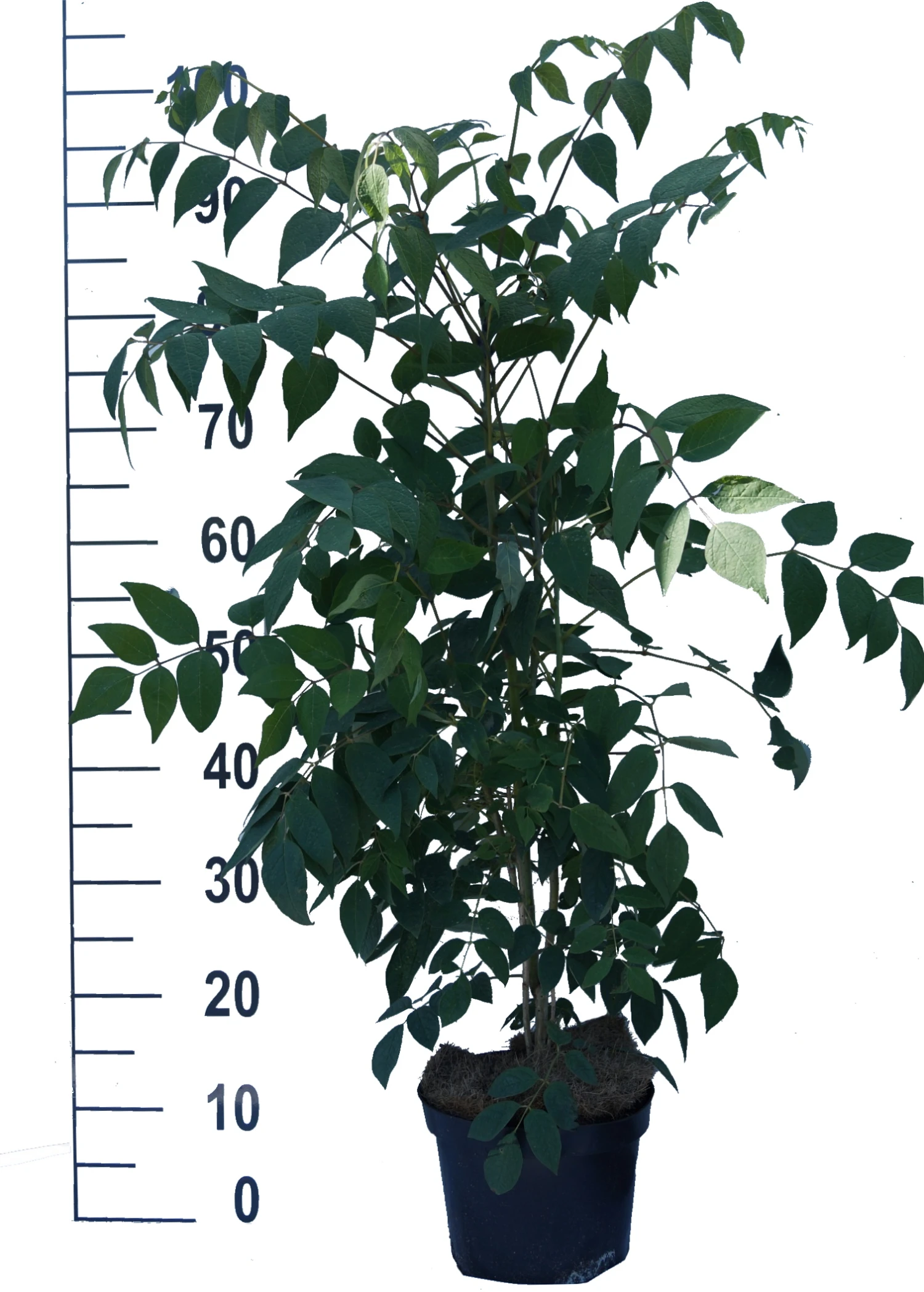 Blauschote / Blaugurkenbaum Decaisnea Fargesii â Bild 3