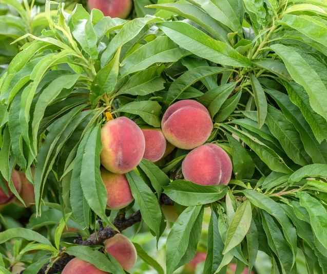 Zwergpfirsich `Bonanza´ Prunus Persica – Bild 2