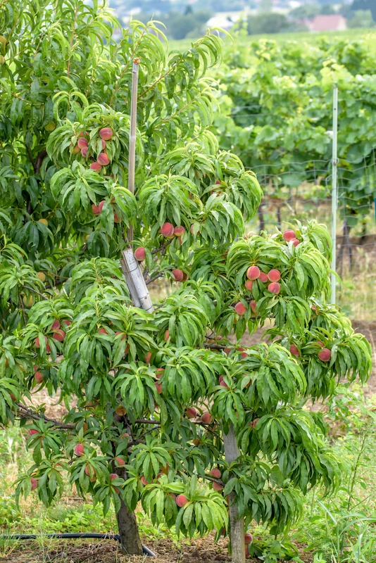 Zwergpfirsich `Bonanza´ Prunus Persica – Bild 3