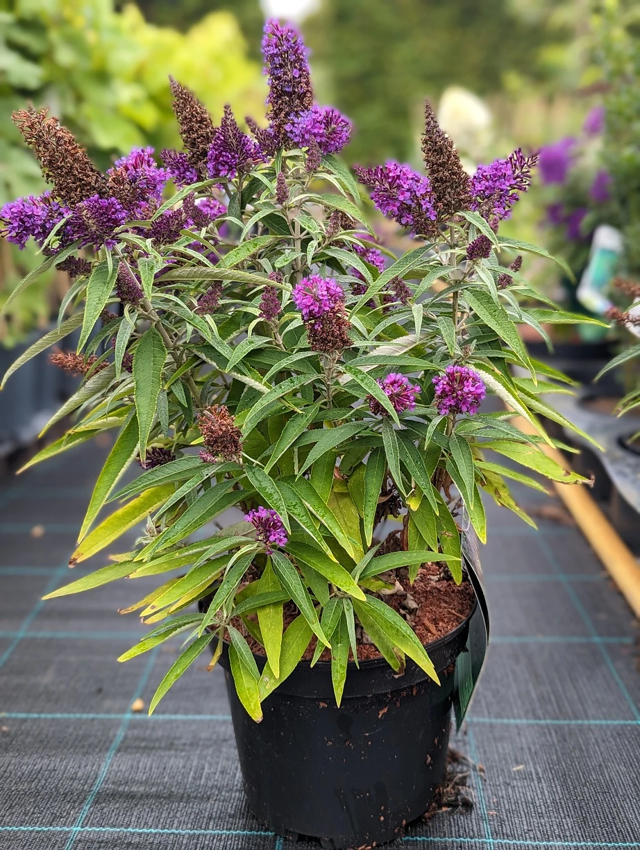 Schmetterlingsflieder Butterfly Candy® (versch. Farben) Buddleja Davidii – Bild 7
