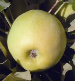 Zwergapfel `Cactus´ Malus Domestica `Cactus´