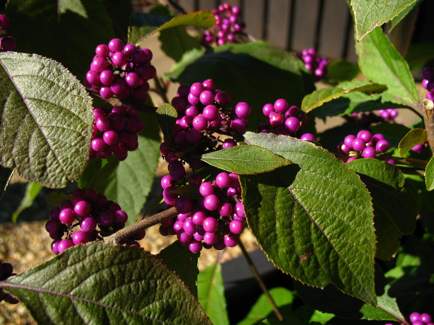 Schönfrucht, Liebesperlenstrauch Callicarpa Bodinieri `Profusion´ – Bild 2