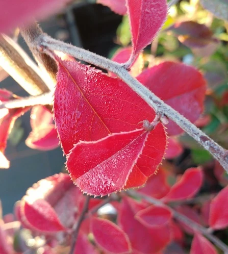 Chinesische Quitte / Holzquitte Pseudocydonia Sinensis – Bild 5