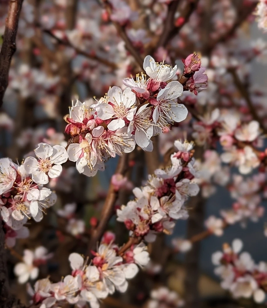 Kompakt Wachsende Aprikose `CompactaⓇ´ Prunus Armeniaca `Compacta´ – Bild 2