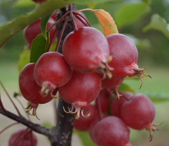 Säulenzierapfel "Red Obelisk" Malus `Red Obelisk´ – Bild 5