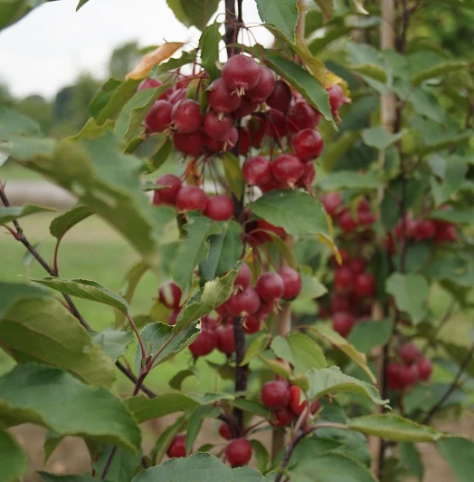 Säulenzierapfel "Red Obelisk" Malus `Red Obelisk´