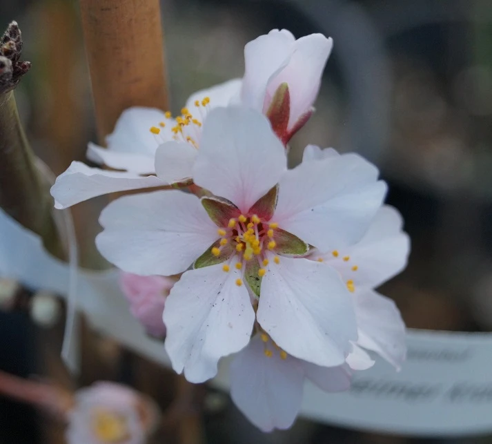 Säulenmandel Prunus Dulcis â Bild 2