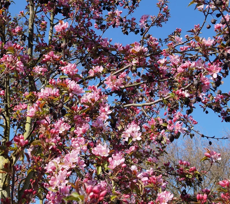 Säulenzierapfel "Red Obelisk" Malus `Red Obelisk´ – Bild 2