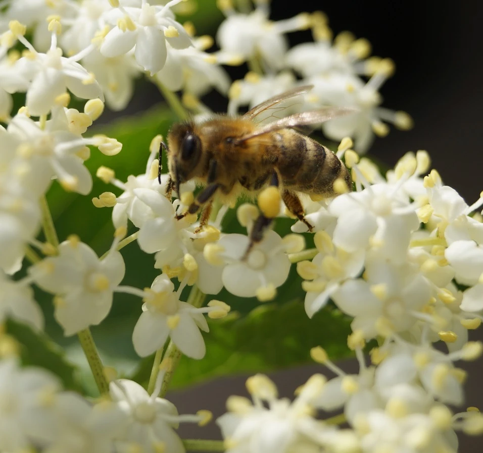 Holunder Haschberg Sambucus Nigra `Haschberg´ â Bild 2