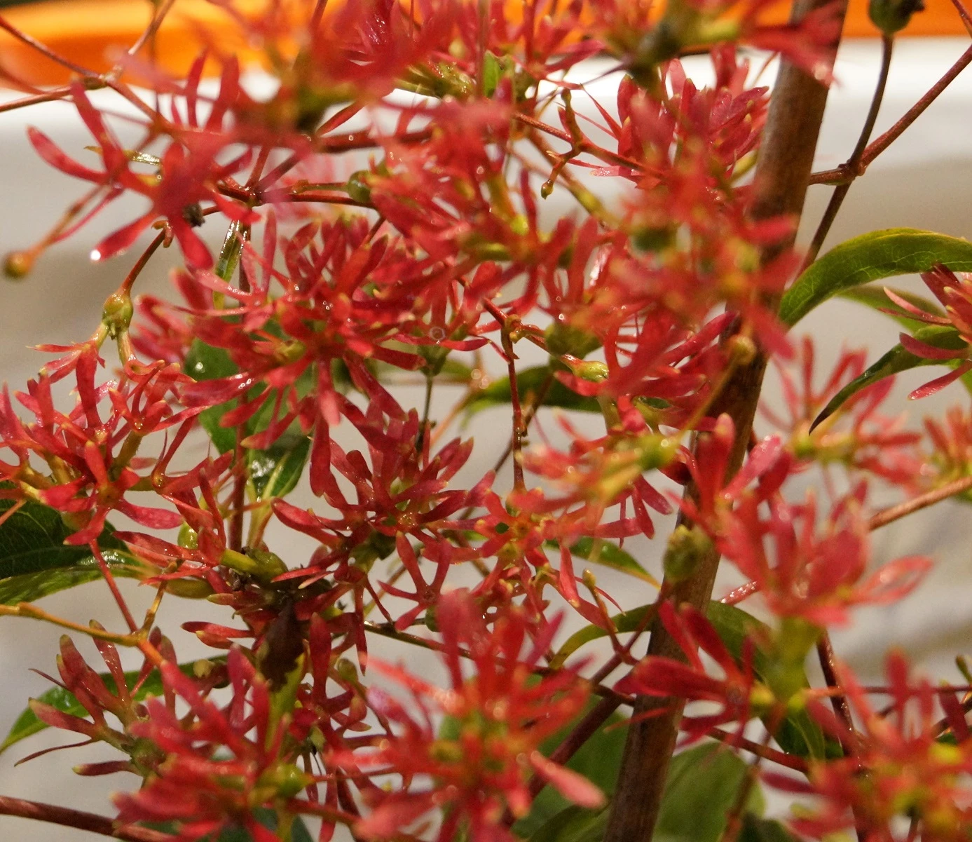 Sieben-Söhne-des-Himmels-Strauch Heptacodium Miconioides – Bild 6