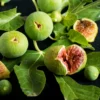 Feige `Ficcolino® Gustis®´ Ficus Carica