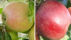 Duo-Apfelbaum `Finkenwerder Herbstprinz´ & `Roter Boskoop´ Malus Domestica