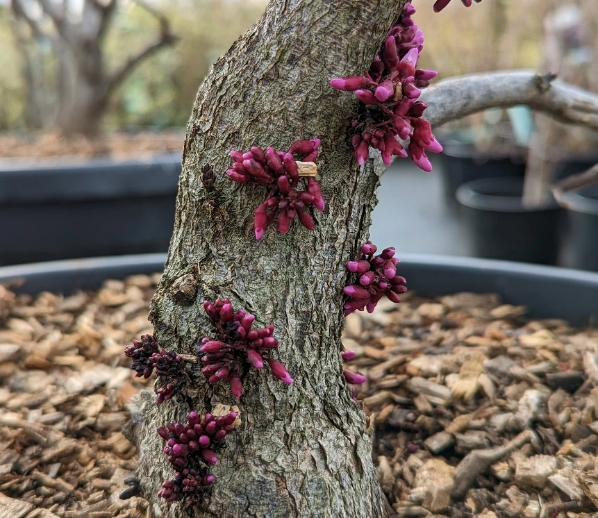 Judasbaum `Forest Pansy´ Cercis Canadensis – Bild 2