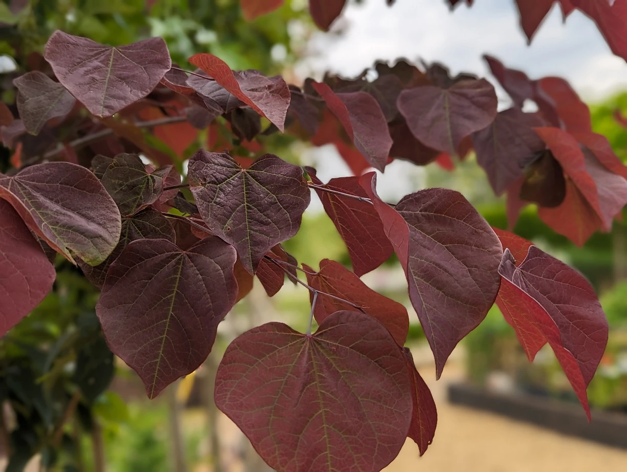 Judasbaum `Forest Pansy´ Cercis Canadensis – Bild 3