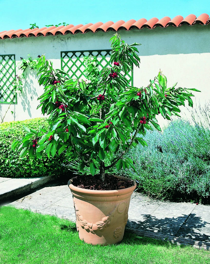 Zwerg-Süßkirsche `Garden Bing®´ Prunus Avium `Garden Bing´