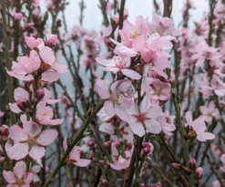 Zwerg-Fruchtmandel `Garden Prince´ Prunus `Zwerg-Fruchtmandel´