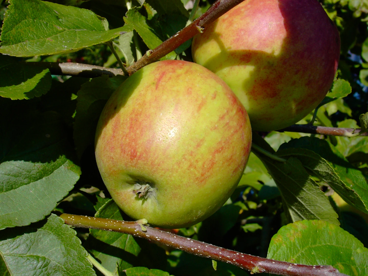 Geheimrat Oldenburg Malus Domestica â Bild 2