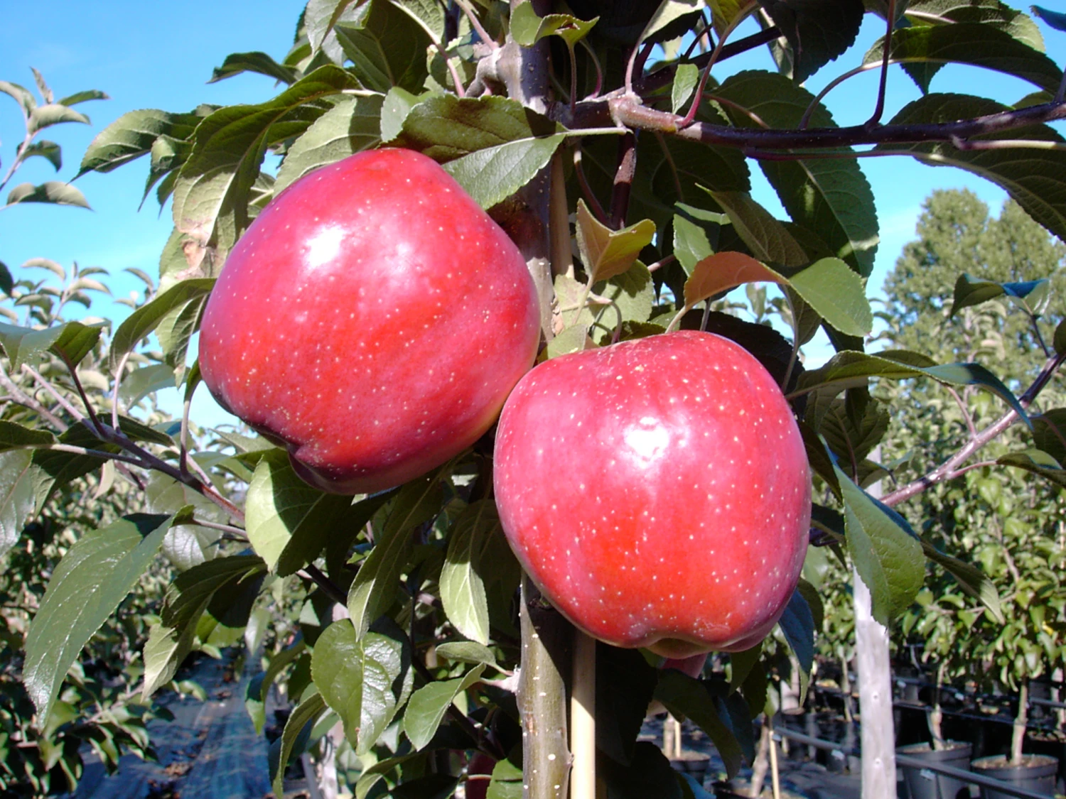 Gloster Malus Domestica – Bild 2