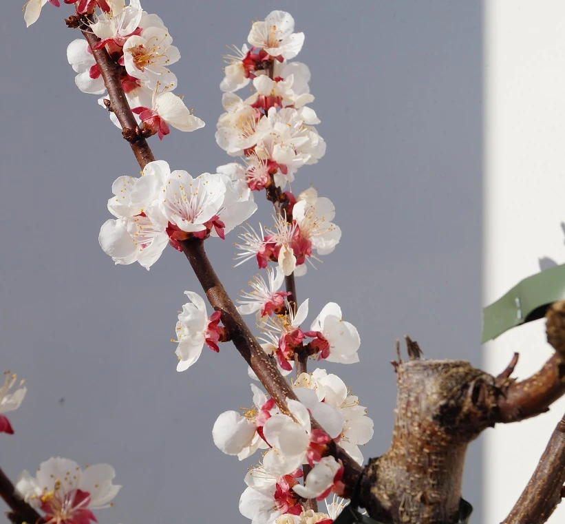 Wildaprikose Prunus Armeniaca – Bild 2