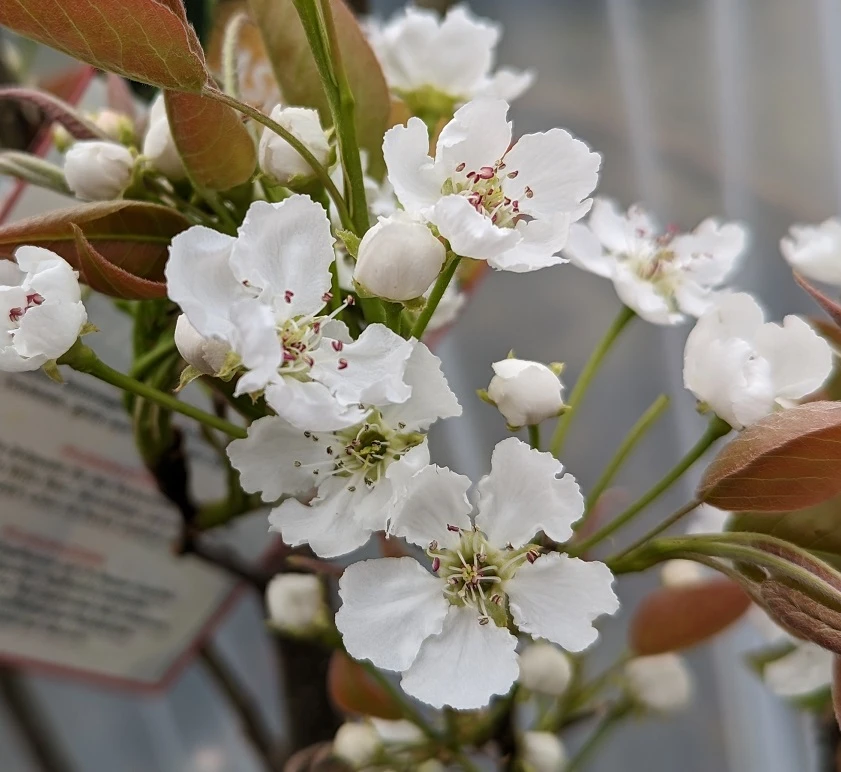 Nashi Hakko Pyrus Pyrifolia `Hakko´ – Bild 3