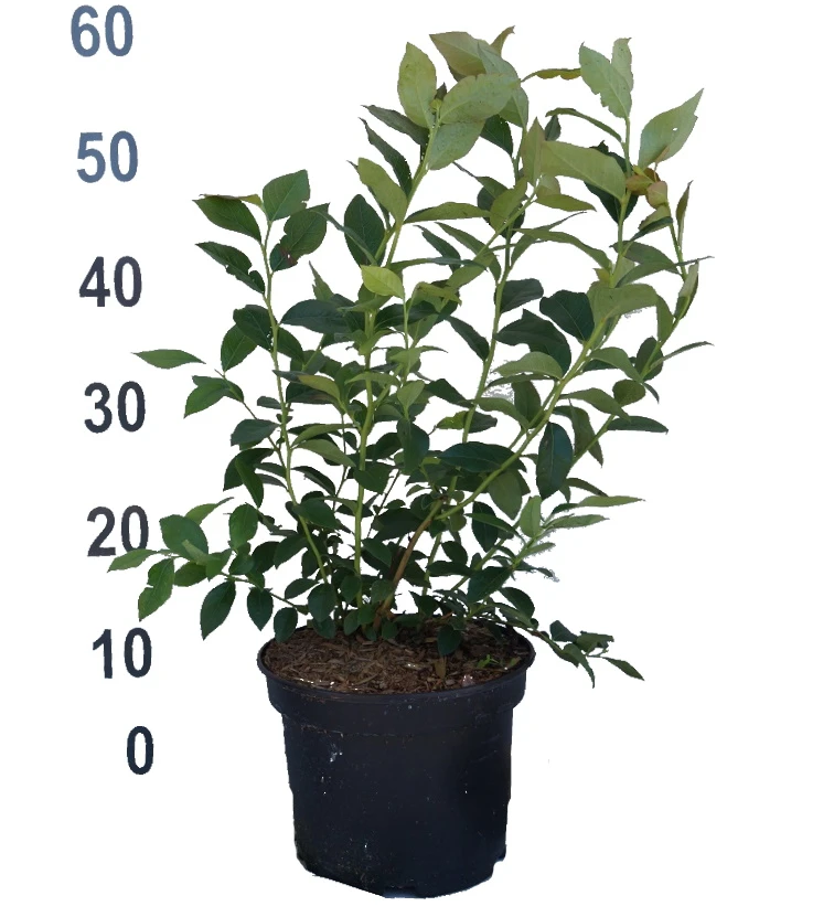 Heidelbeere - Reka Vaccinum Corymbosum `Reka´ – Bild 3