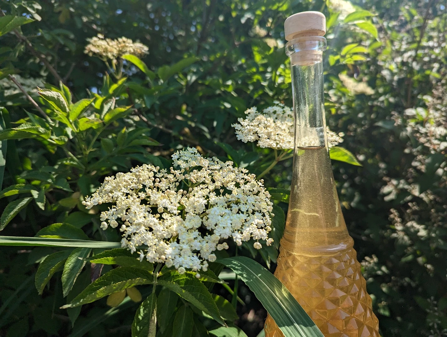 Holunder Haschberg Sambucus Nigra `Haschberg´ â Bild 6