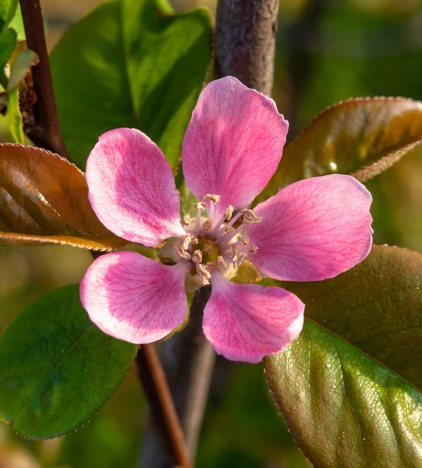 Chinesische Quitte / Holzquitte Pseudocydonia Sinensis