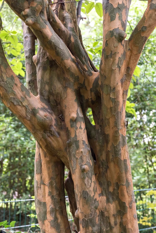 Chinesische Quitte / Holzquitte Pseudocydonia Sinensis – Bild 2
