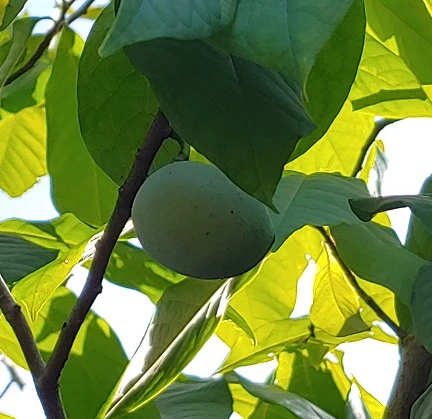 Veredelte Indianerbanane (Paw Paw) `Halvin´ Asimina Triloba `Wells´ – Bild 2