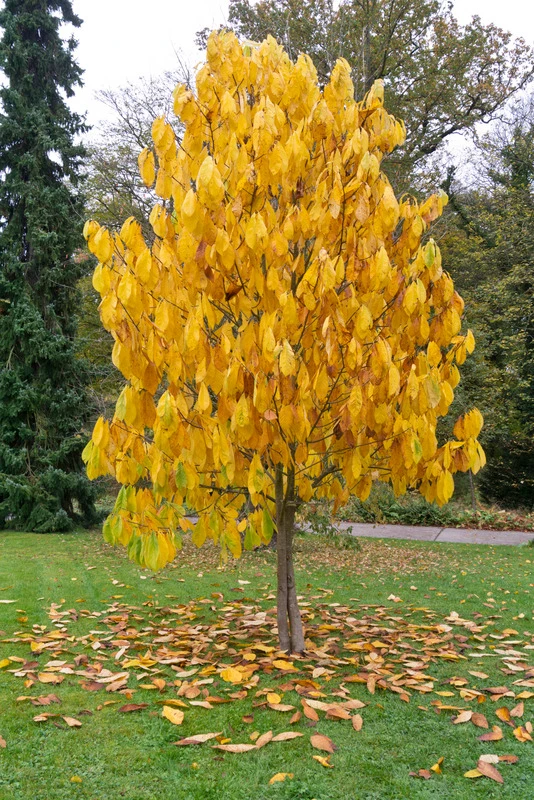 Veredelte Indianerbanane (Paw Paw) `Prima 1216´ Asimina Triloba `Prima 1216´ – Bild 5