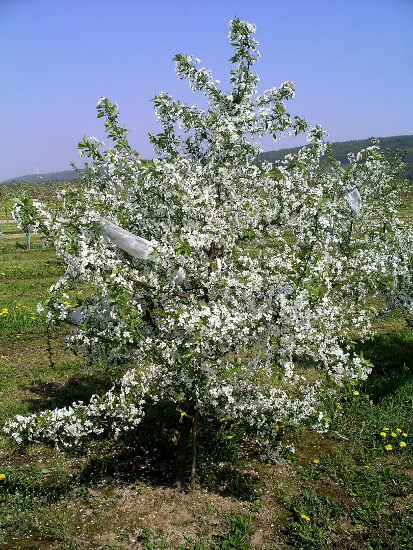 Sauerkirsche `Jade´ (S), Wurzelecht (kleinbleibend) Prunus Cerasus `Jade´ – Bild 2